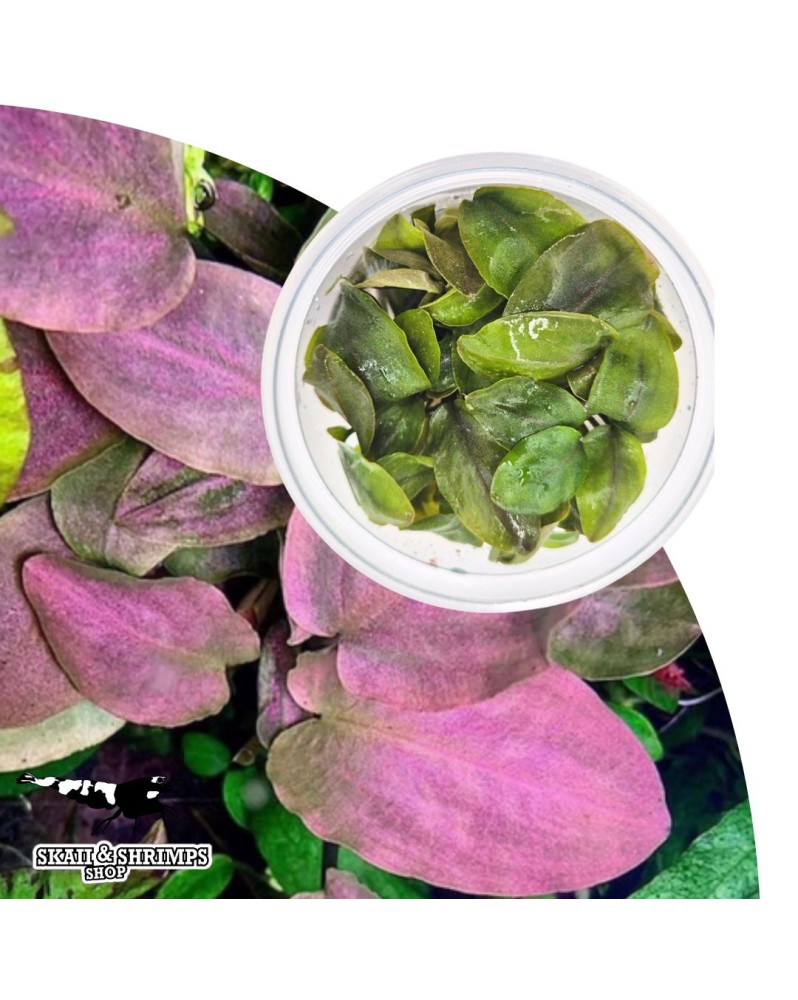 Lagenandra Bleeding Heart in vitro feuilles violet cuivre
