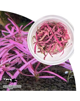 Hygrophila lancea Chai in vitro plante aquatique rose