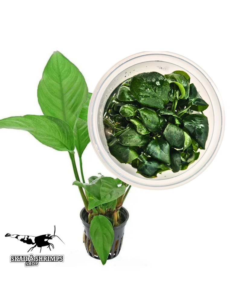 Anubias heterophylla in vitro plante a rhizome en pot sterile