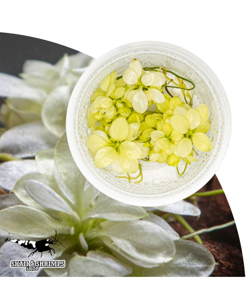 Anubias Nana White in vitro - plante rare pour aquariophiles