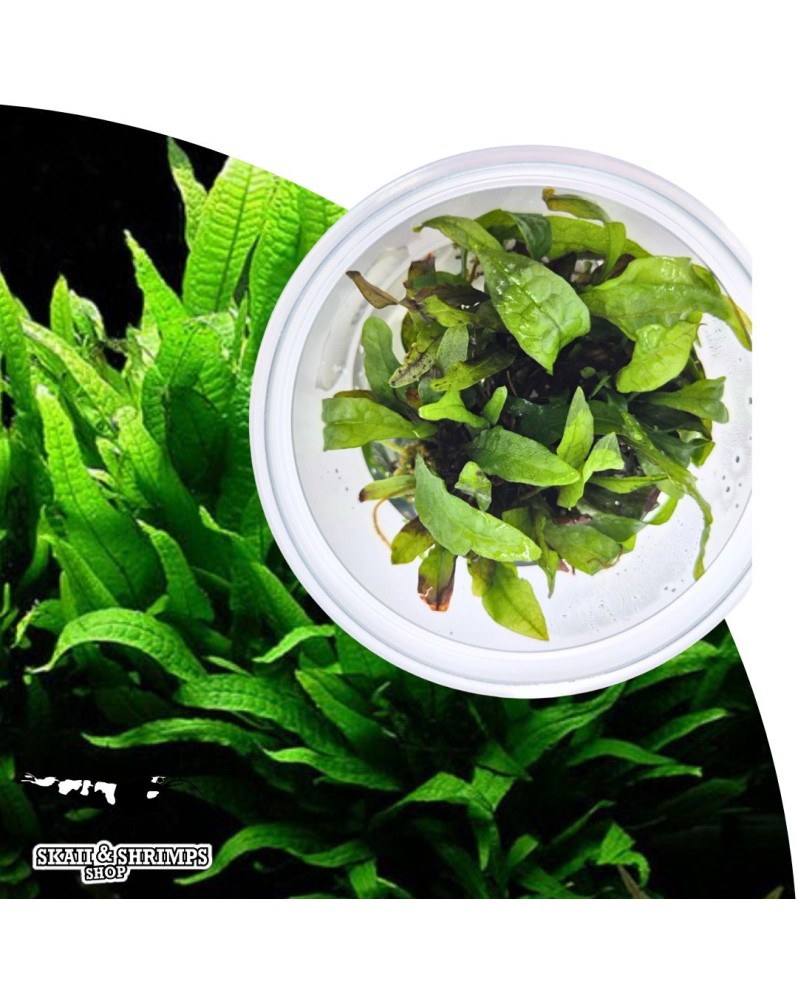 Microsorum pteropus in vitro - plante aquatique facile