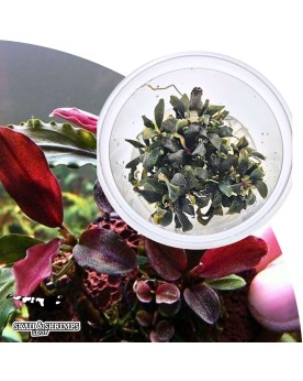 Bucephalandra Lamandau Mini Red in vitro compacte rouge