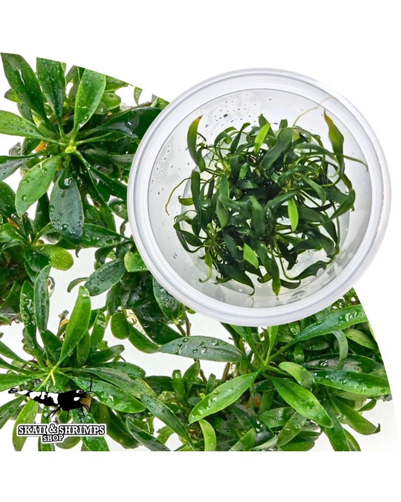 Anubias glabra Small Leaf in vitro - pot sterile