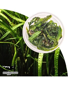 Cryptocoryne balansae in vitro - feuillage long et ondule