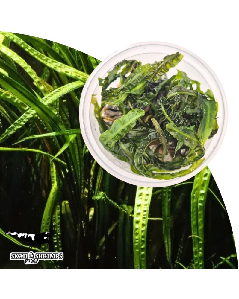 Cryptocoryne balansae in vitro - feuillage long et ondule