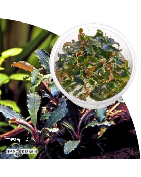 Bucephalandra Red Scorpio in vitro feuilles rouge bronze