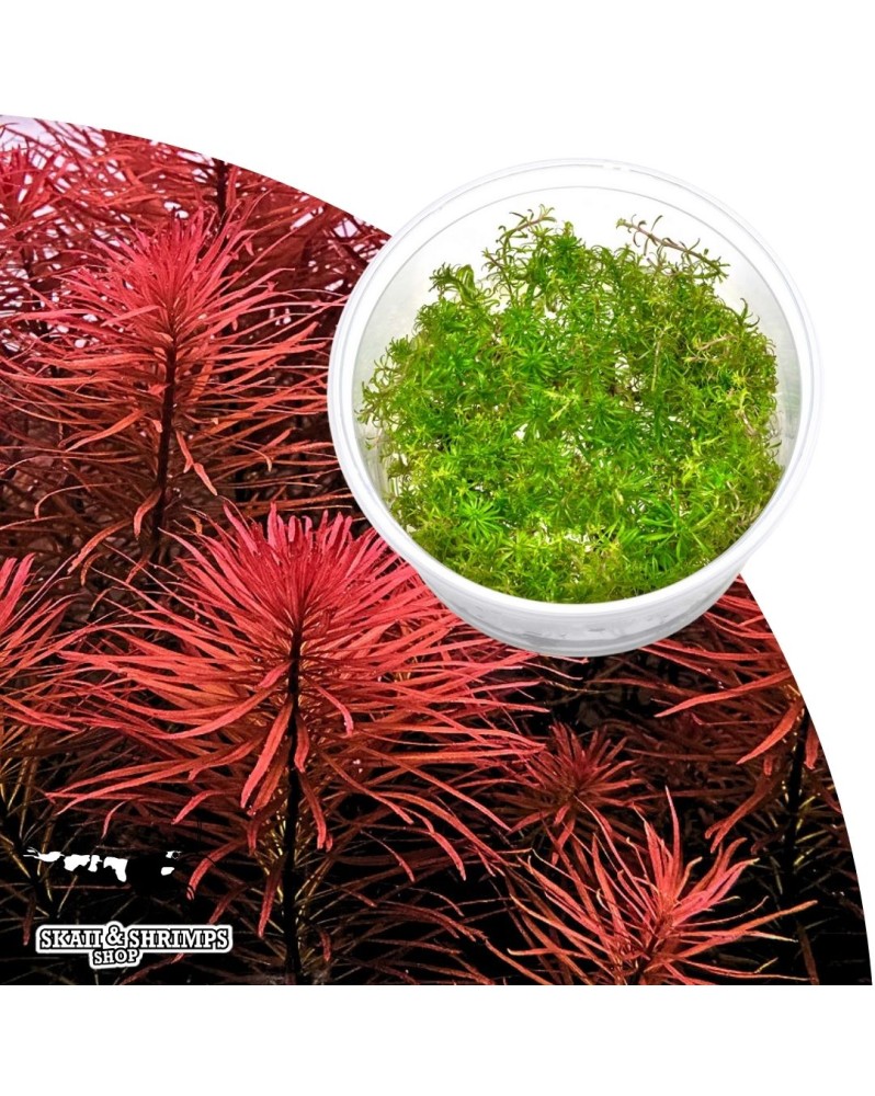 Ludwigia inclinata var verticillata - coloration rouge