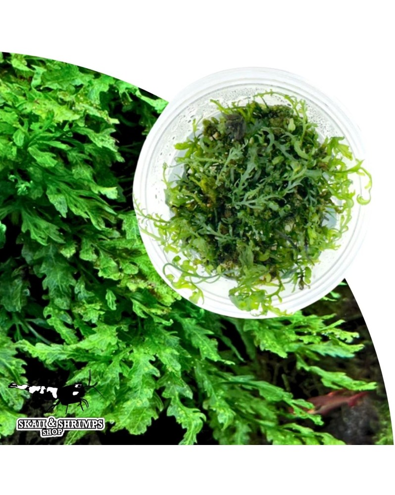 Bolbitis Heudelotii en pot vitro fougere d Afrique de l Ouest