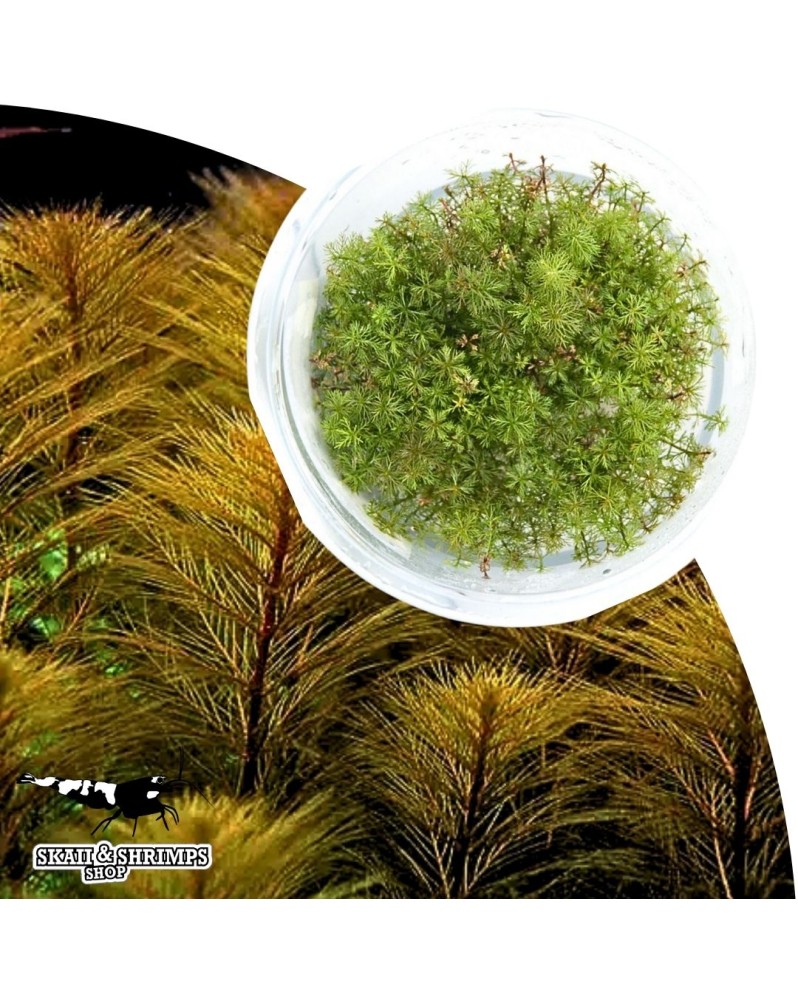 Myriophyllum tuberculatum in vitro tige arriere rouge orange