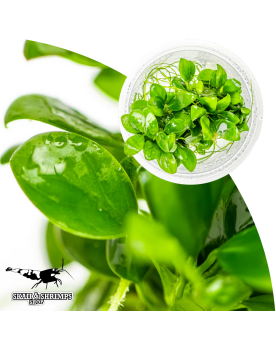 Anubias barteri var nana Small Leaf - plante in vitro