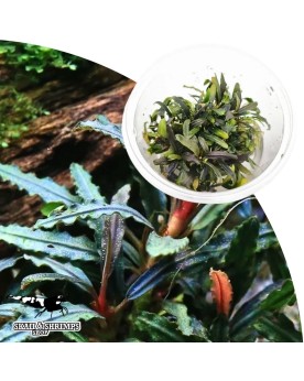 Bucephalandra  Velvet Tricolor  in Vitro