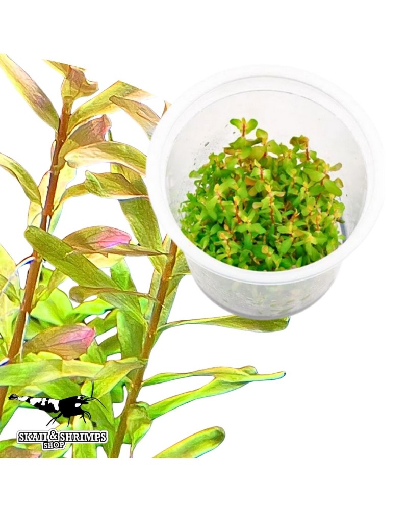 Rotala Shimoga In Vitro - plante a tiges coloree
