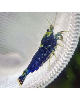 Caridina logemanni - Ocean Blue Shrimp - Lort de 10+1