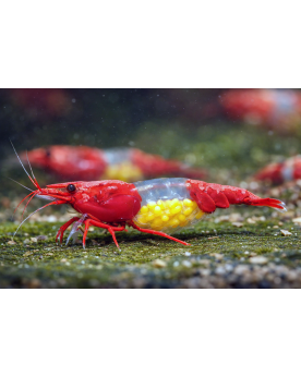 Neocaridina Davidi Red Rili crevettes transparentes 1-1.5 cm