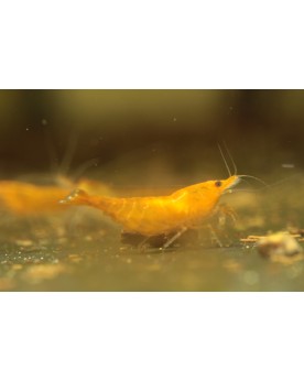 Neocaridina Davidi Sakura Orange declassee crevettes 1-1.5 cm