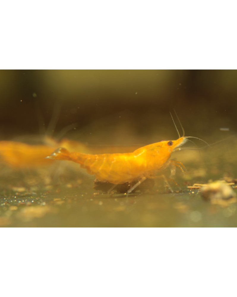 Neocaridina Davidi Sakura Orange declassee crevettes 1-1.5 cm