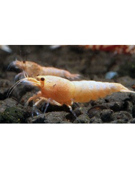 Red Bolt Crevettes issues de souche Boa parents deux boas