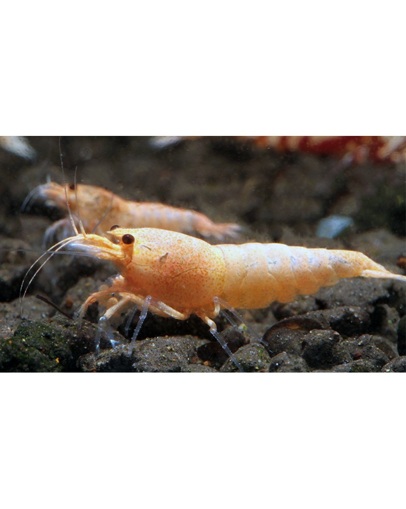 Red Bolt Crevettes issues de souche Boa parents deux boas