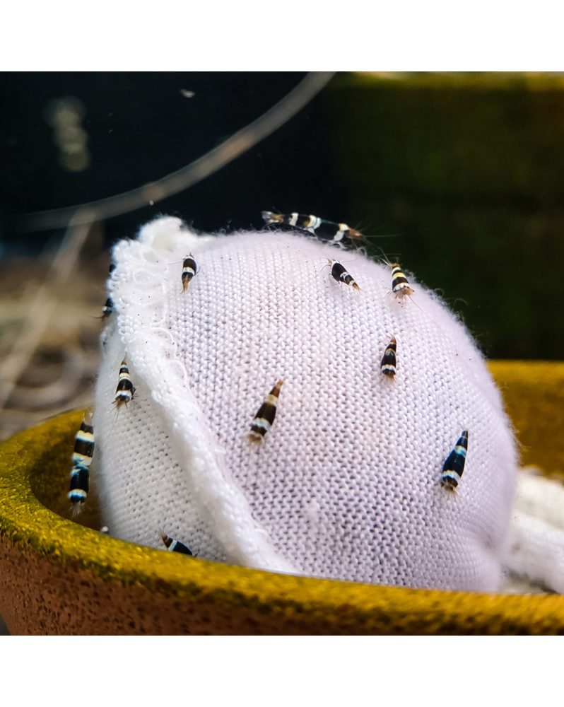 P.Shrimp Puzzo - The Beginning Express Bag (à l'unité)