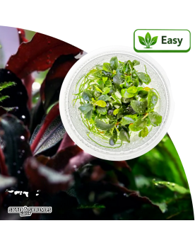 Bucephalandra Motleyana Red plante aquatique rouge feuillage rubis