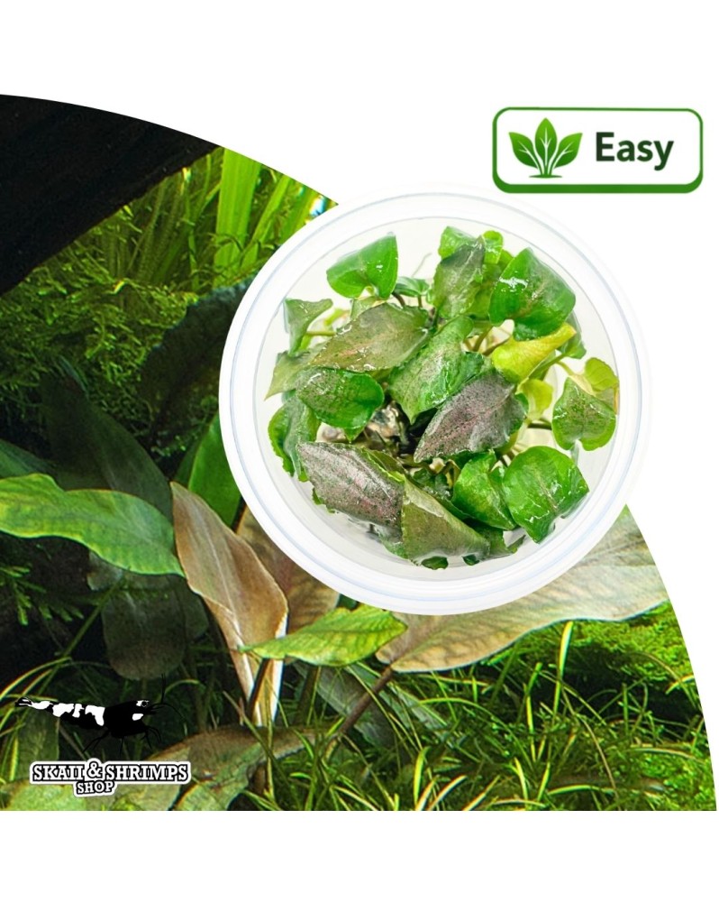 Lagenandra keralensis in vitro plante rare feuillage esthetique