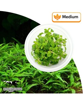 Staurogyne Porto Velho In Vitro plante gazonnante aquarium