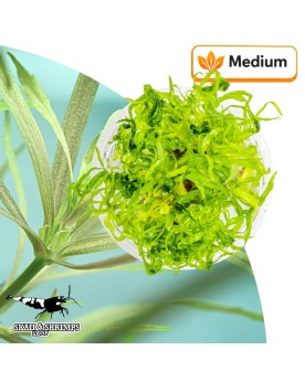 Pogostemon quadrifolius plante aquatique In Vitro 15-40 cm