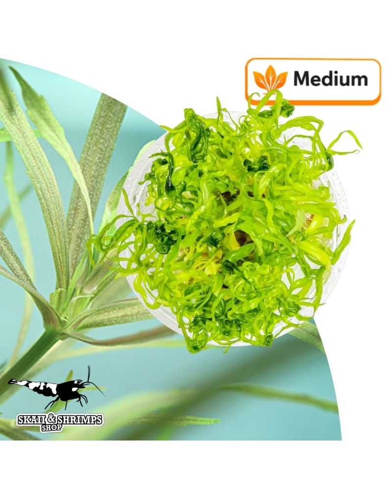 Pogostemon quadrifolius plante aquatique In Vitro 15-40 cm