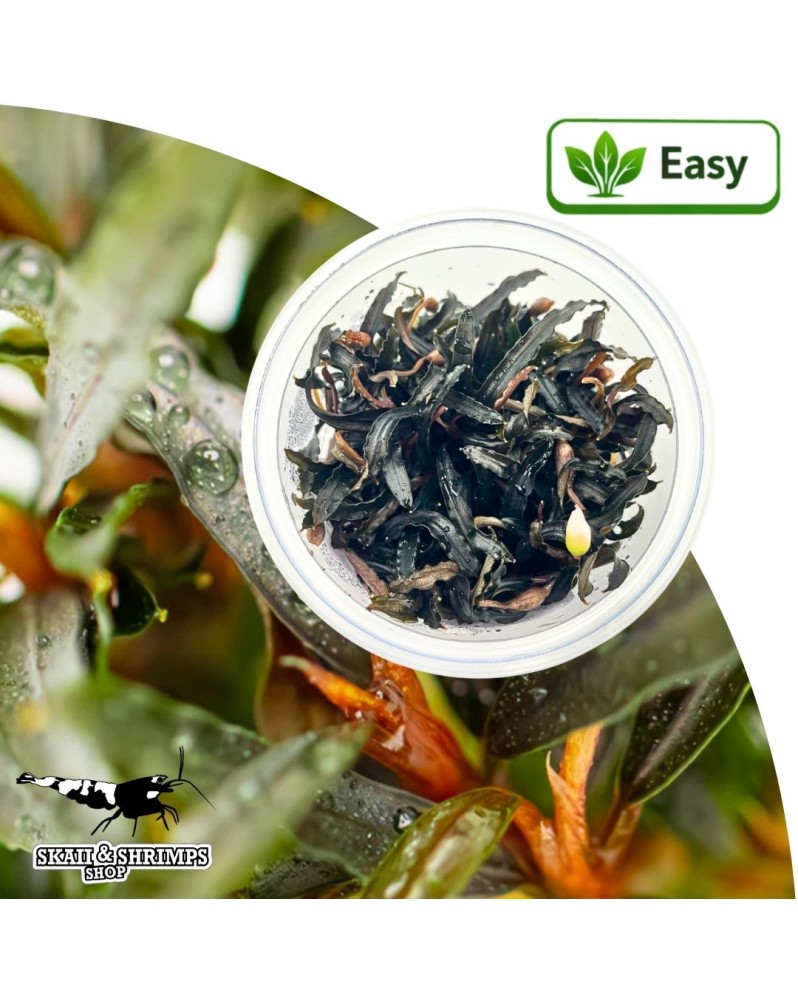 Bucephalandra sp in vitro - plante a rhizome 5-15 cm