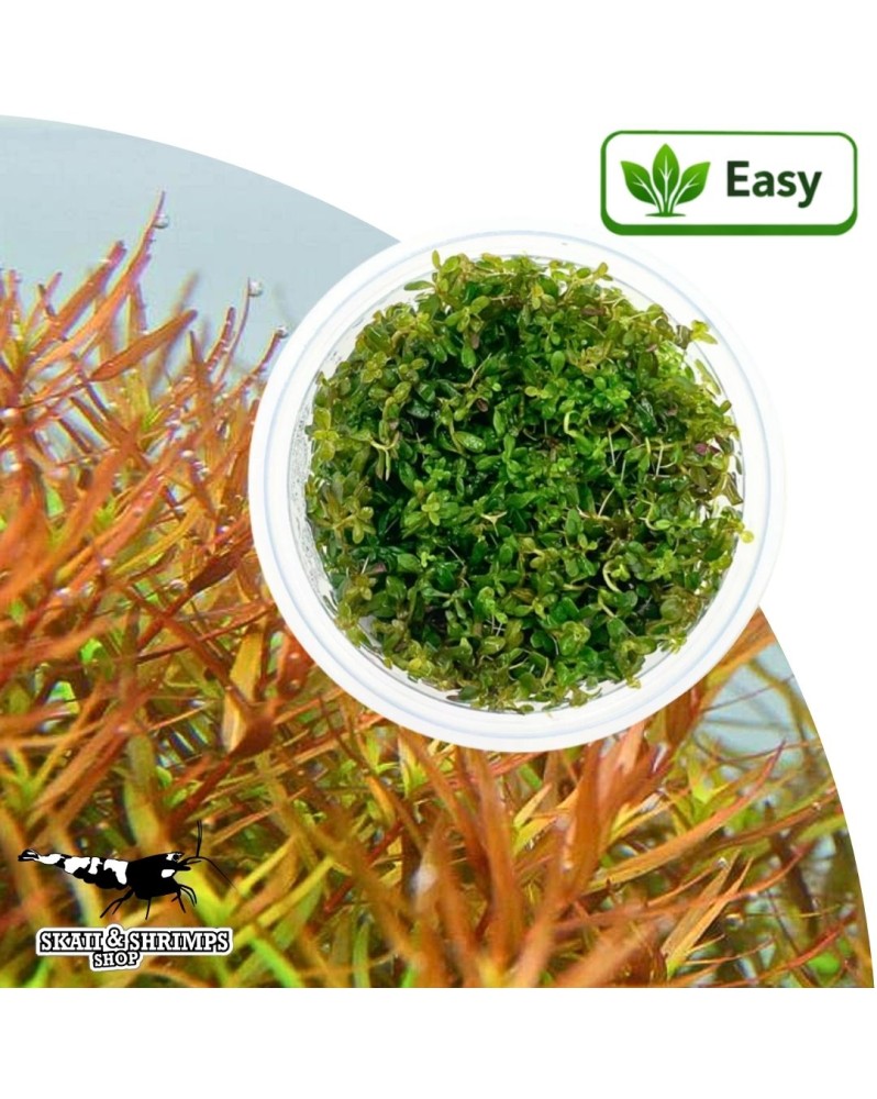 Rotala Gia Lai - plante in vitro rouge pour aquascaping