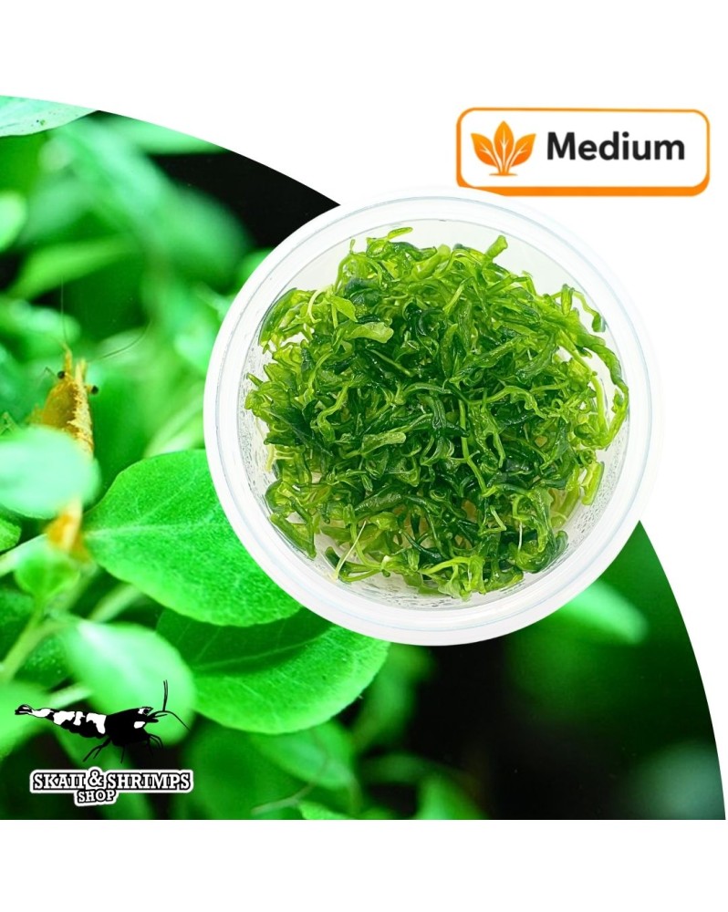 Lobelia quadrangularis en pot in vitro, plante pour aquarium