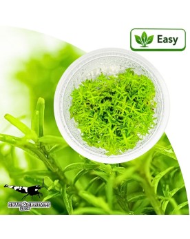 Rotala Periya in vitro - plante tige 20-40 cm