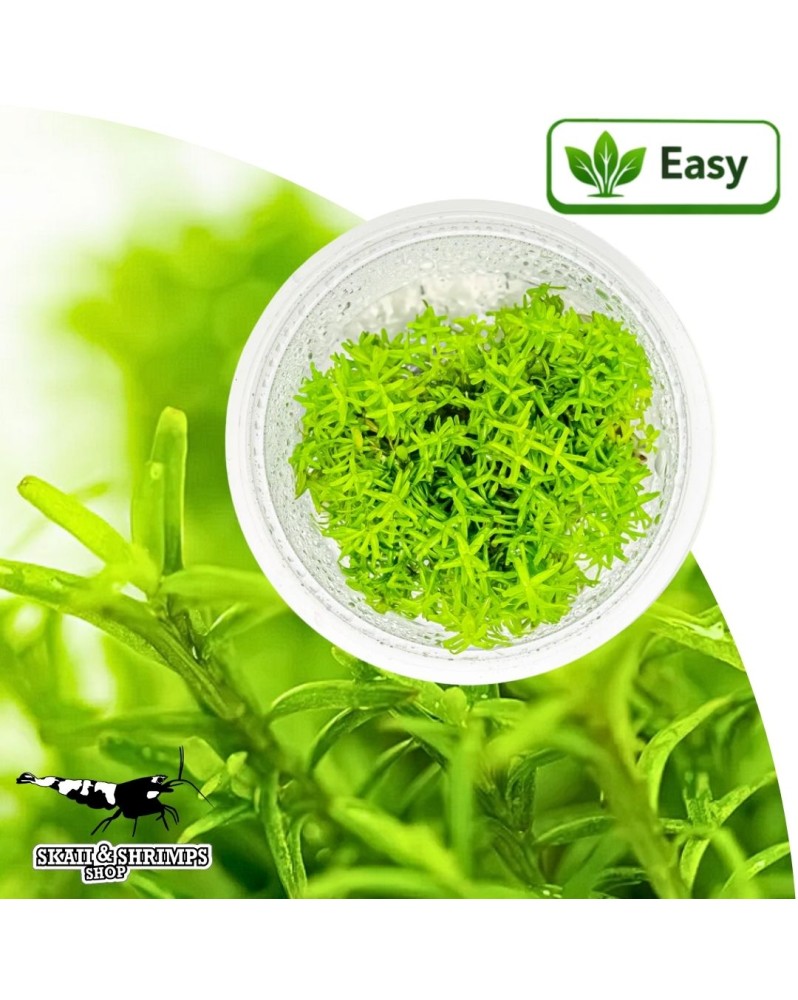 Rotala Periya in vitro - plante tige 20-40 cm