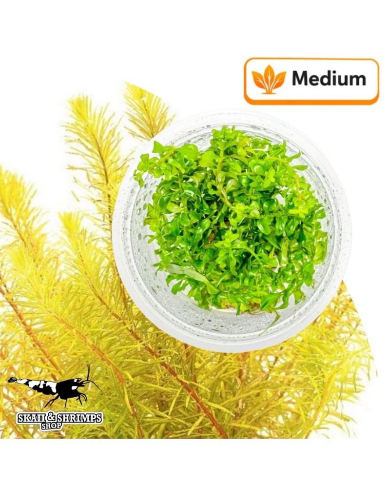 Rotala Bangladesh - pot in vitro plante pour aquarium 20-40 cm