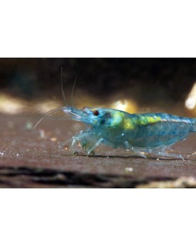 Crevette Blue Jelly 1-1,5 cm, bleu translucide