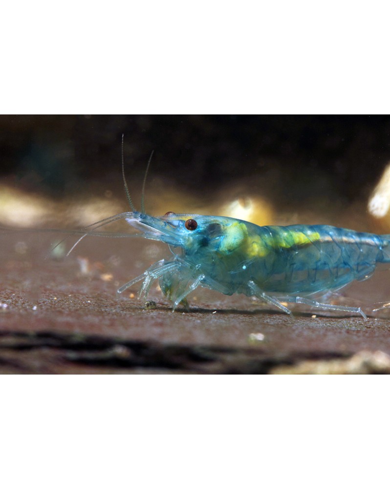 Crevette Blue Jelly 1-1,5 cm, bleu translucide