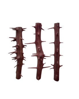Racine Spiny Branch 20-30cm pour aquarium
