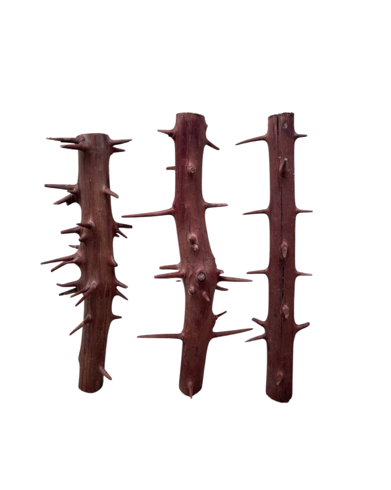 Racine Spiny Branch 20 a 30 cm pour aquarium paysage forestier