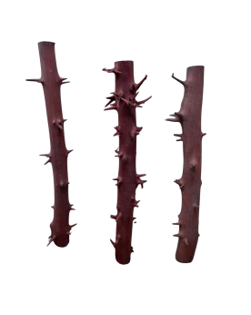 Racine Spiny Branch 30-40cm pour aquarium