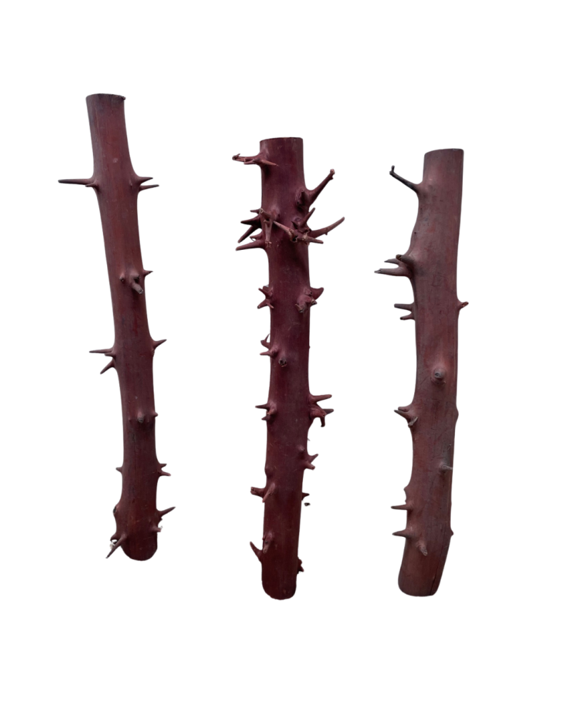 Racine Spiny Branch 30-40cm - recreer paysage forestier