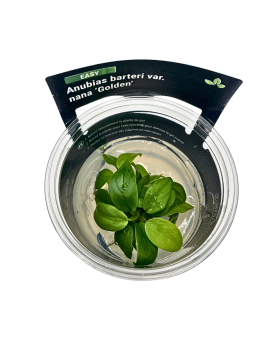 Anubias Golden in vitro - feuillage jaune dore 10-20 cm