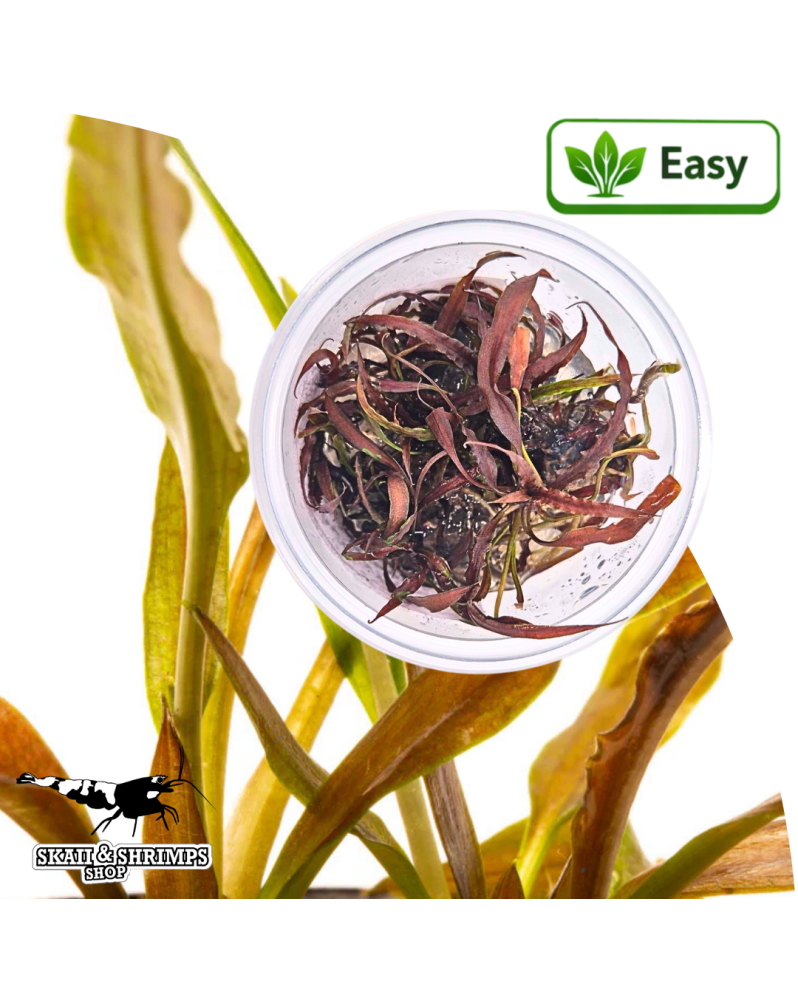 Cryptocoryne costata Brown plante in vitro 15 20 cm