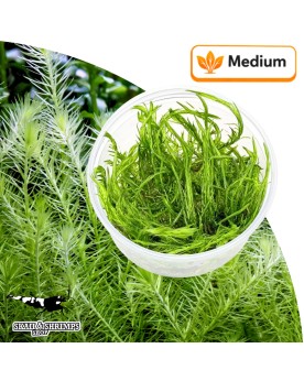 Mayaca fluviatilis tige souple feuilles fines croissance rapide