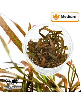 Cryptocoryne spiralis Tiger In Vitro - Feuillage tigre