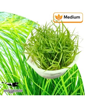 Cyperus helferi in vitro - feuilles longues ondulantes