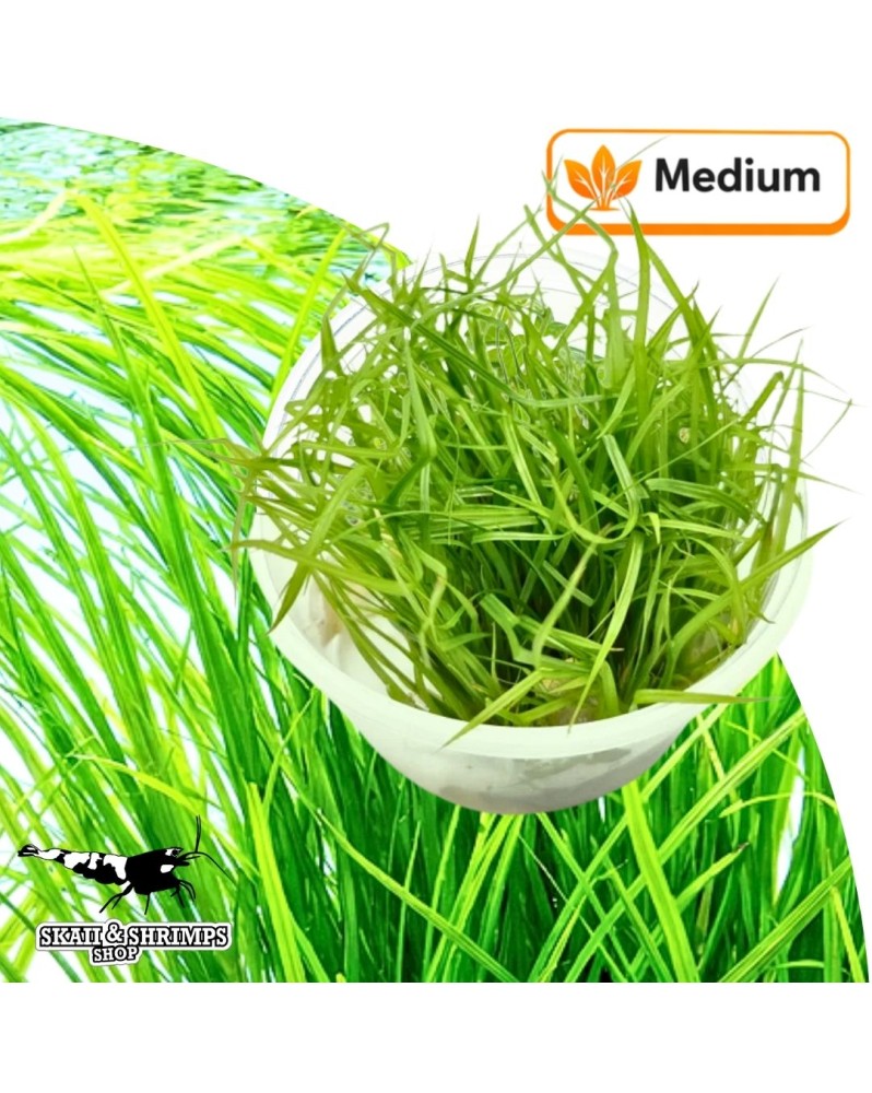 Cyperus helferi in vitro - feuilles longues ondulantes