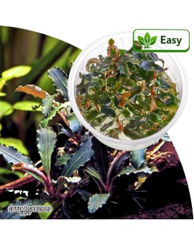 Bucephalandra Red Scorpio in vitro - feuilles rouge bronze