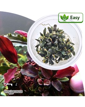 Bucephalandra Lamandau Mini Red in vitro