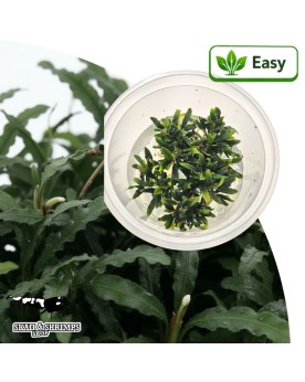 Bucephalandra Caterina Mini in vitro - plante pour aquarium