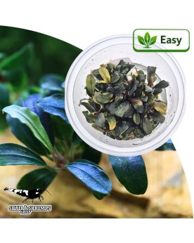 Bucephalandra Deep Purple in vitro feuilles sombres sterile